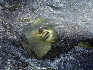 Ray fish sting by Mariano Mañas 